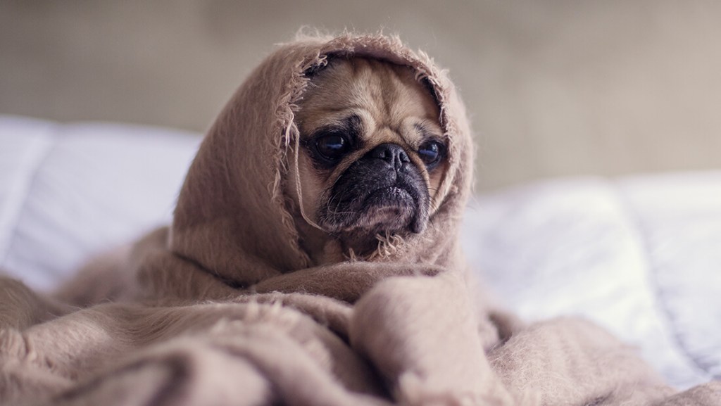 Image via: www.fananimal.com